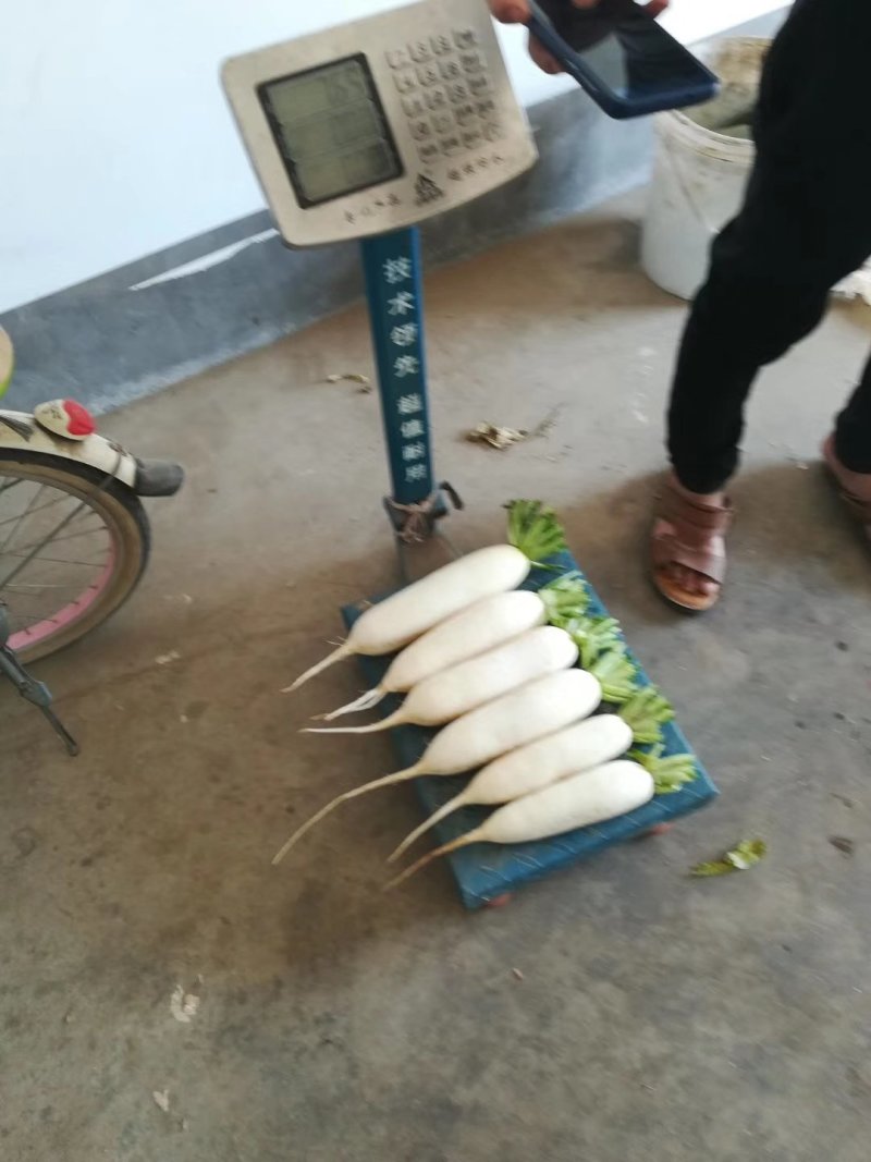 万亩白萝卜大量上市基地直供物美价廉欢迎新老客户光临洽谈