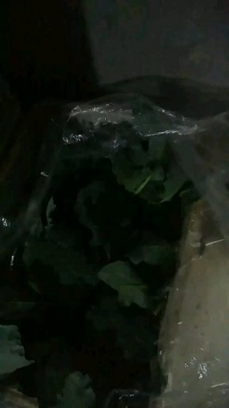 西蓝花