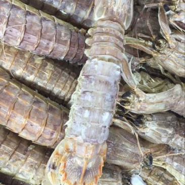 琵琶虾冰鲜虾