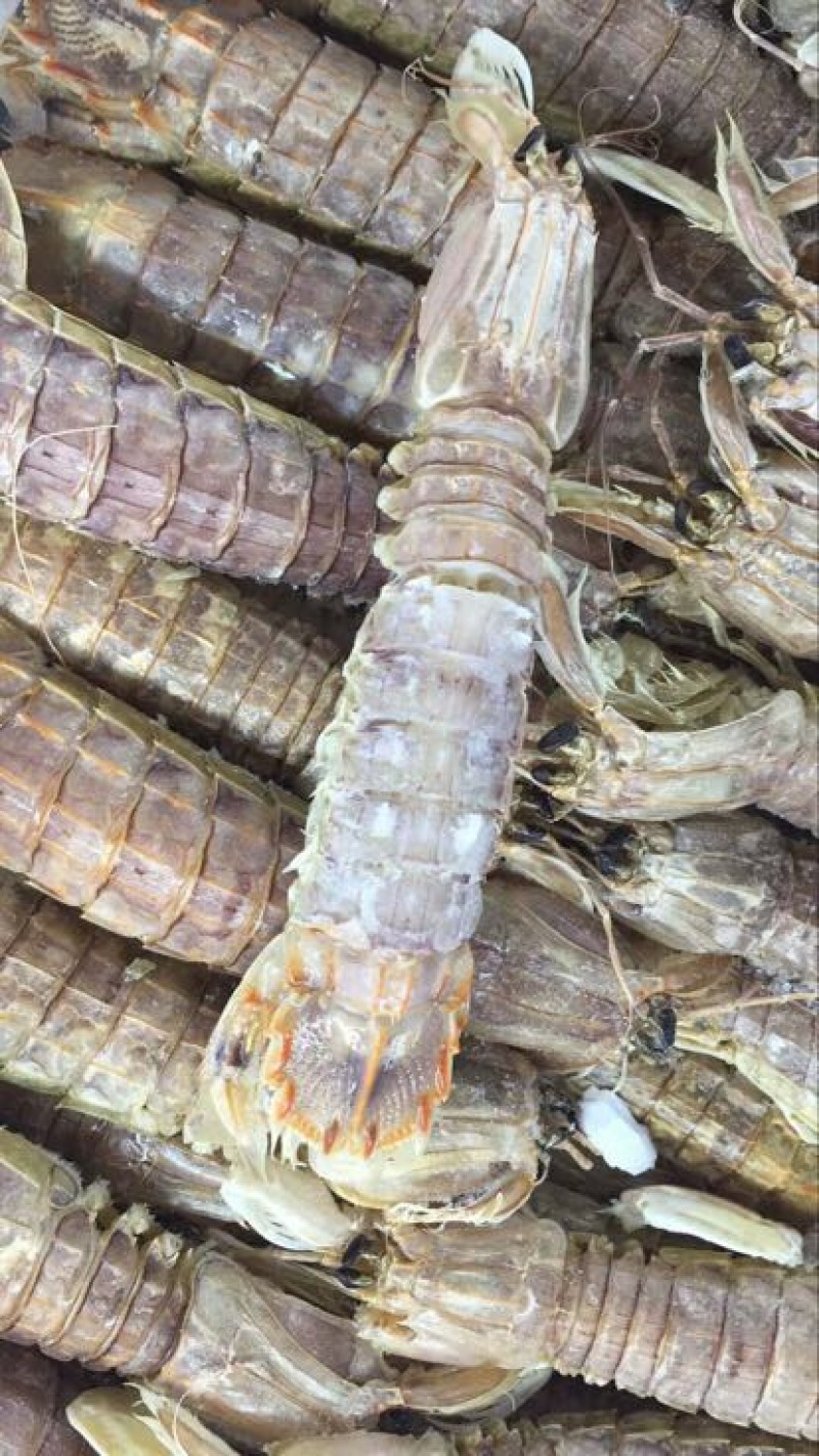 琵琶虾冰鲜虾