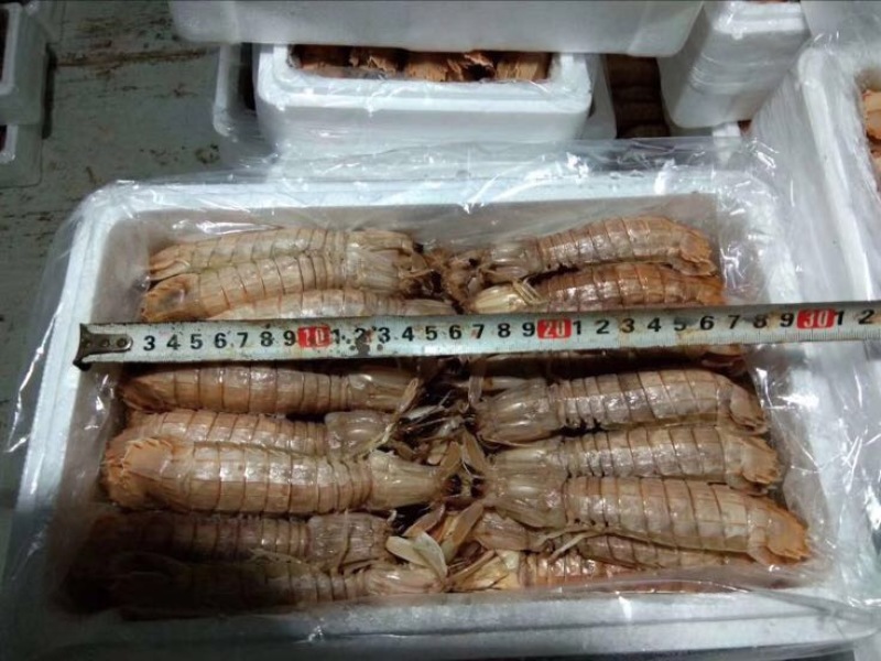 琵琶虾冰鲜虾