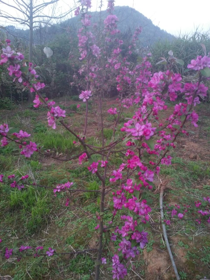 贵人果海棠