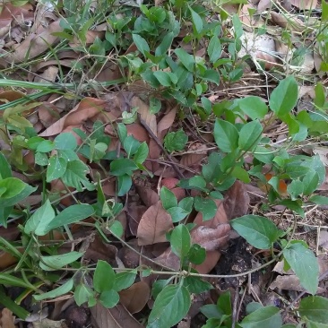 鸡屎藤全草