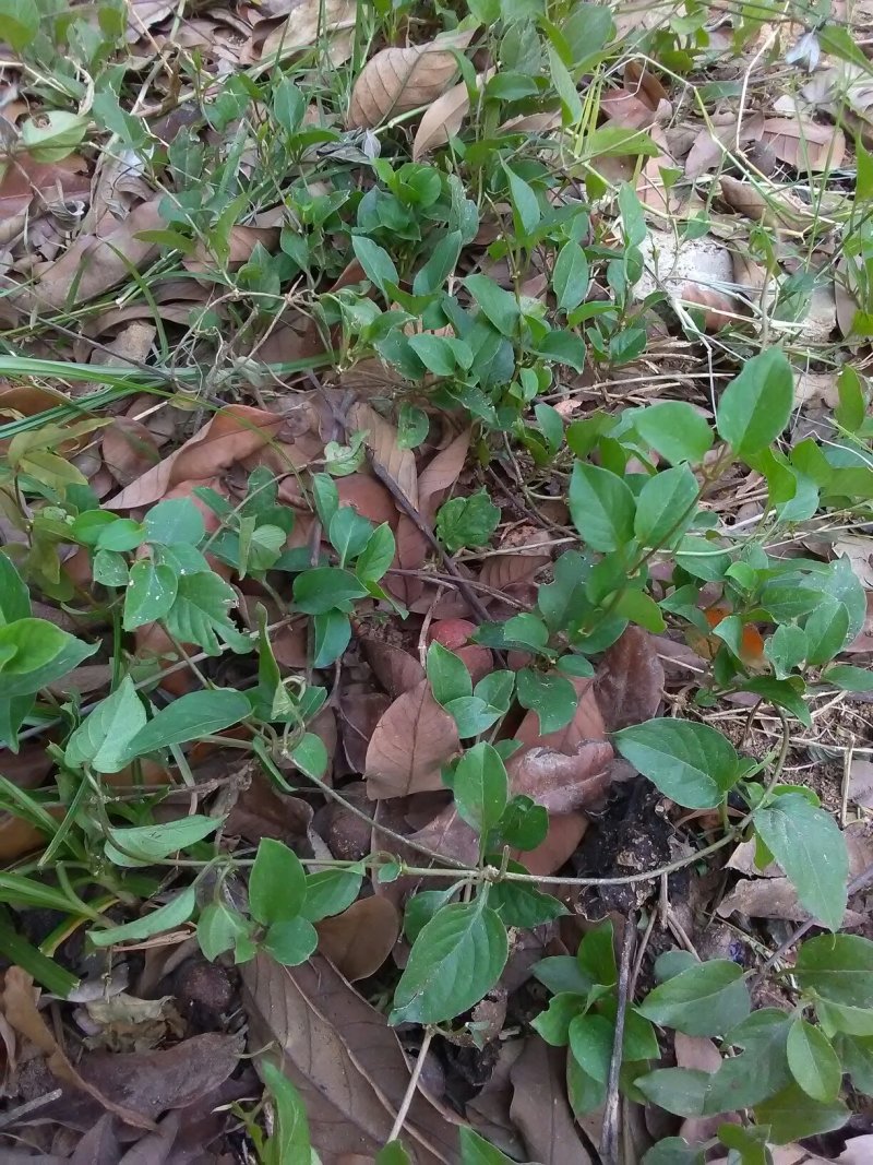 鸡屎藤全草