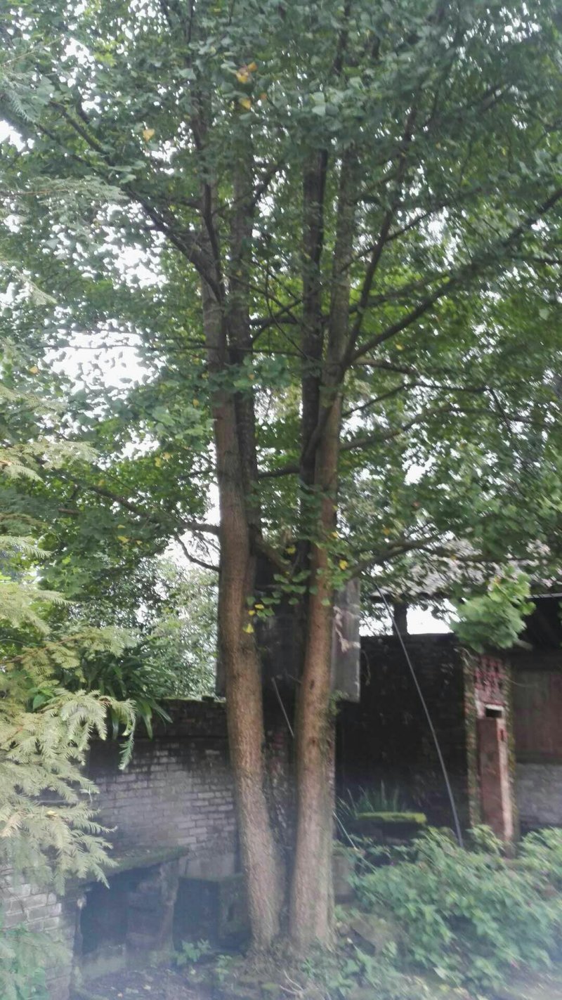 重生银杏树