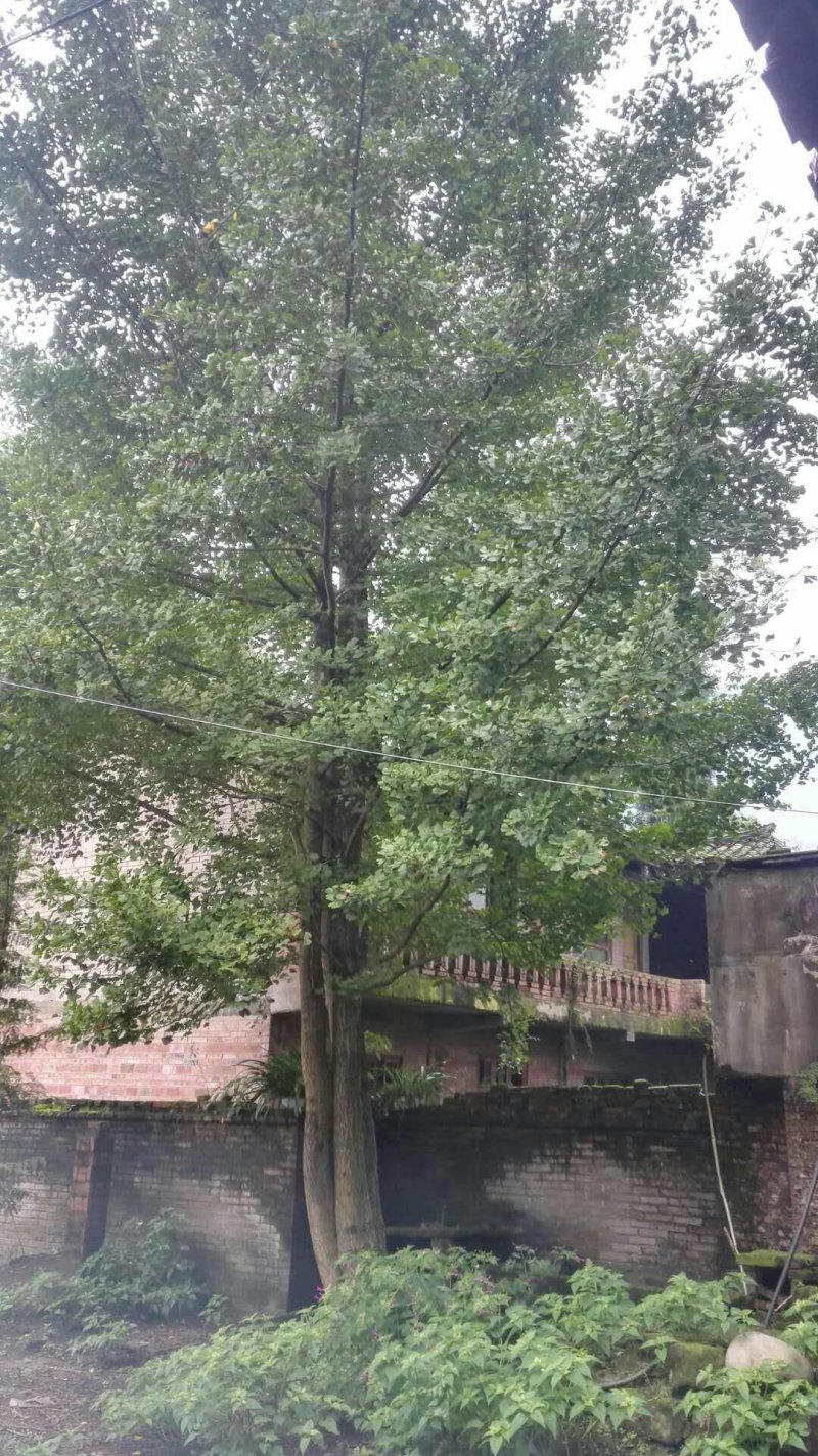 重生银杏树