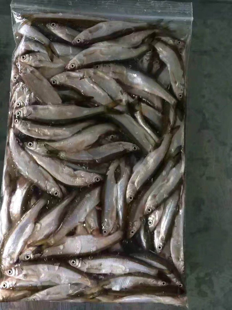 小白条鱼