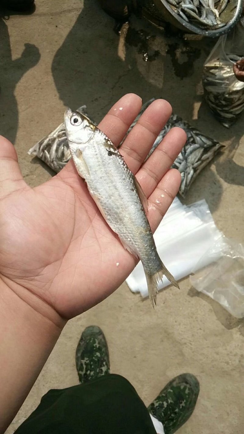 小白条鱼