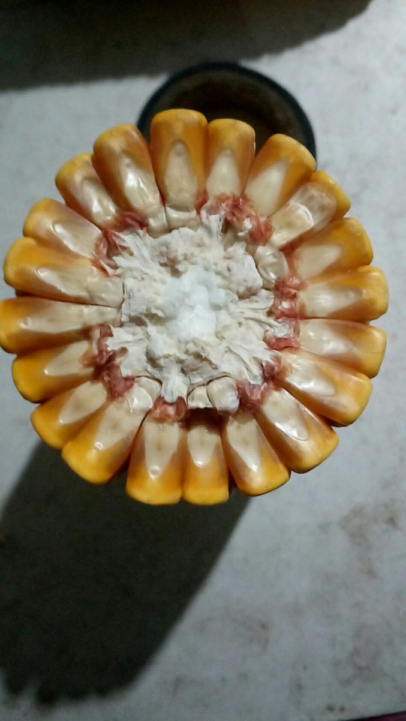 玉米直销，代收