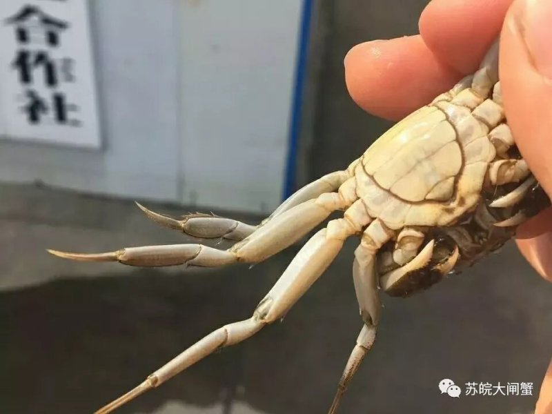 老头蟹