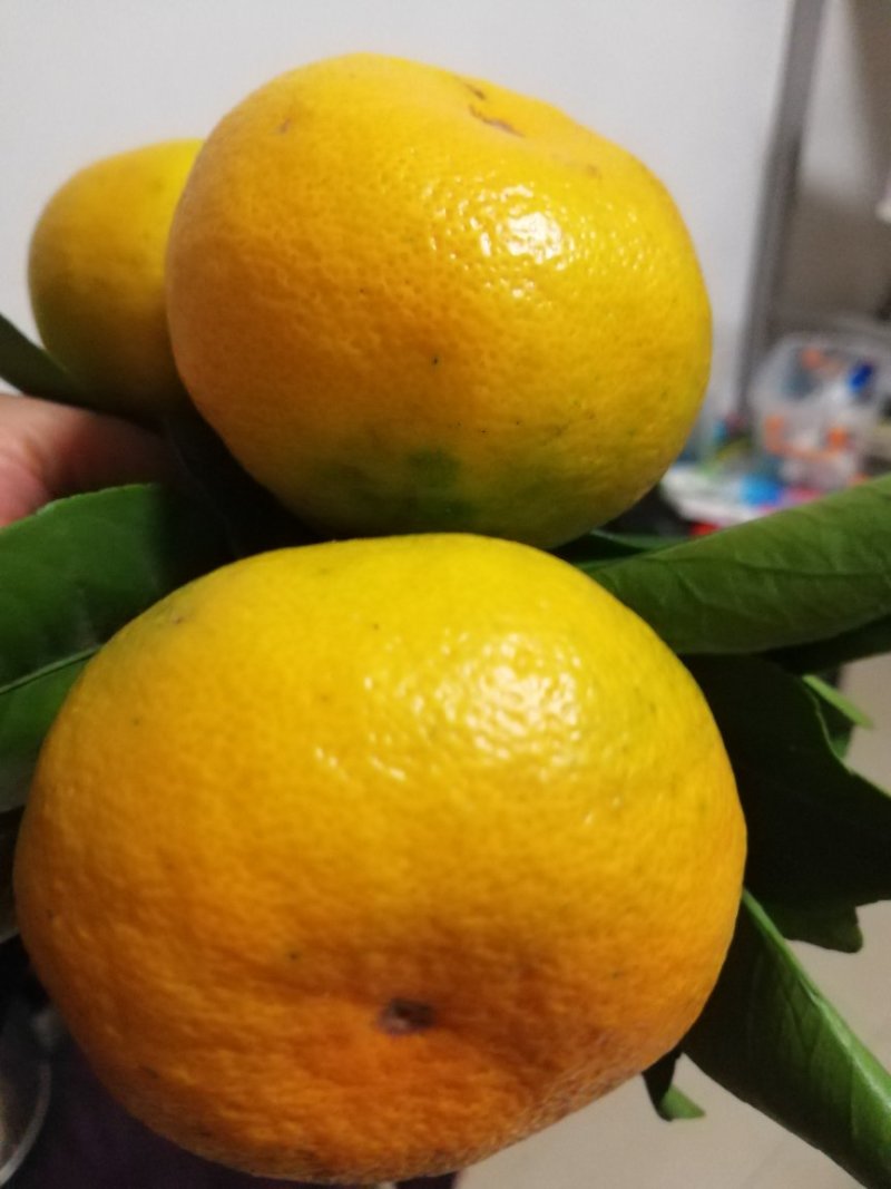 早熟蜜桔，产地批发，果园看货品尝，现订现采，量大从优