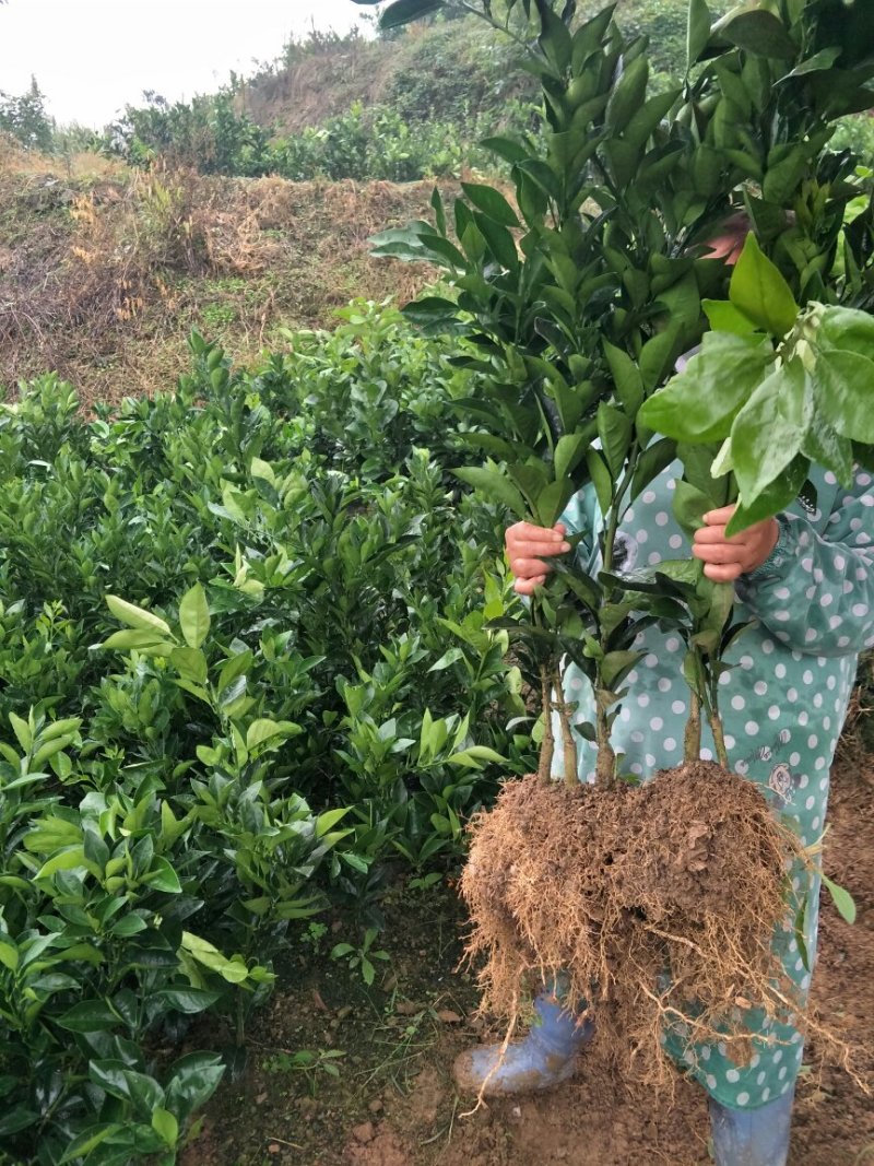 重庆纽荷尔脐橙苗伦晚脐橙地苖包成活全国各地发货