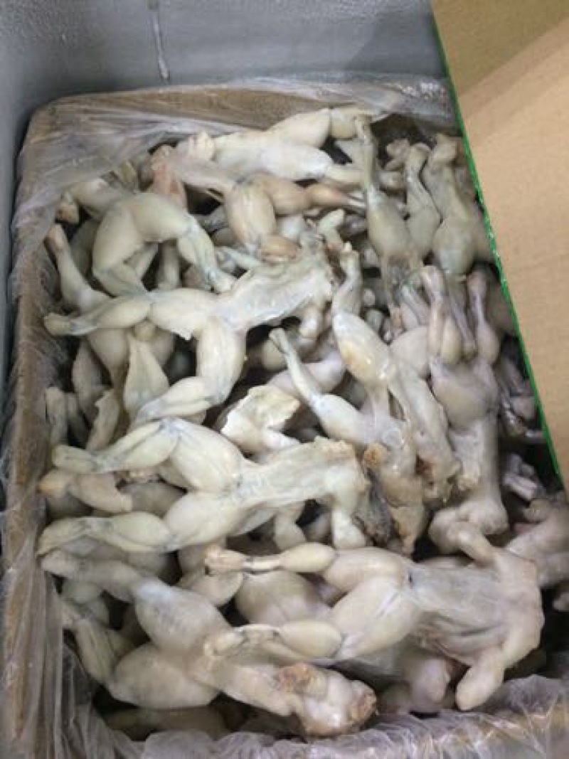 西方牛蛙商品牛蛙