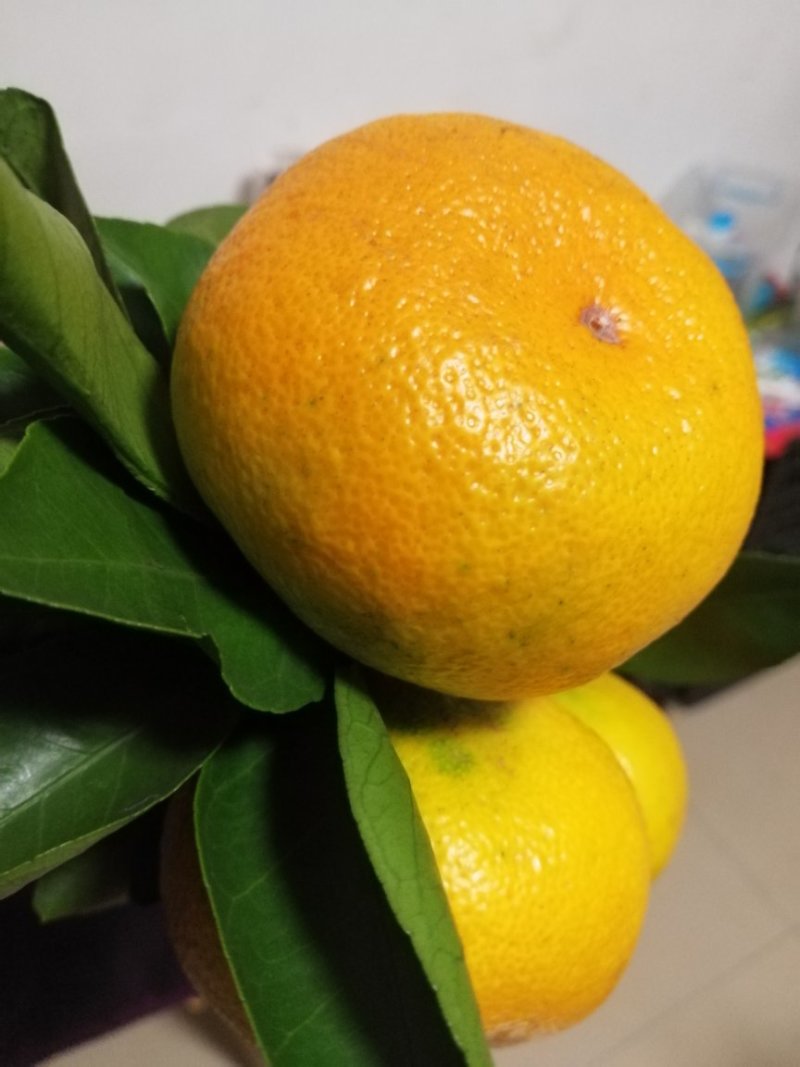 早熟蜜桔，产地批发，果园看货品尝，现订现采，量大从优
