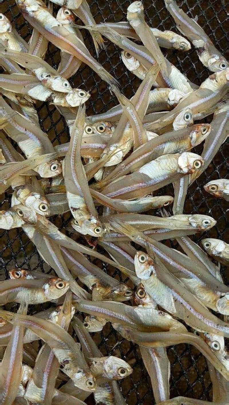 鱼干日晒鱼干，公干鱼深海天然鱼干白帆鱼干