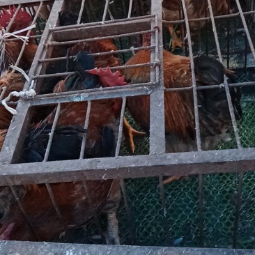 土鸡，土鸭