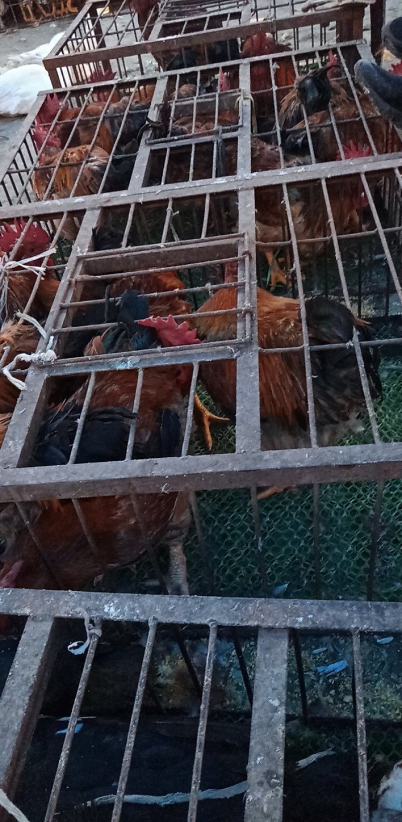 土鸡，土鸭