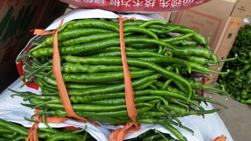 苏椒，301，皱皮，线椒，杭椒