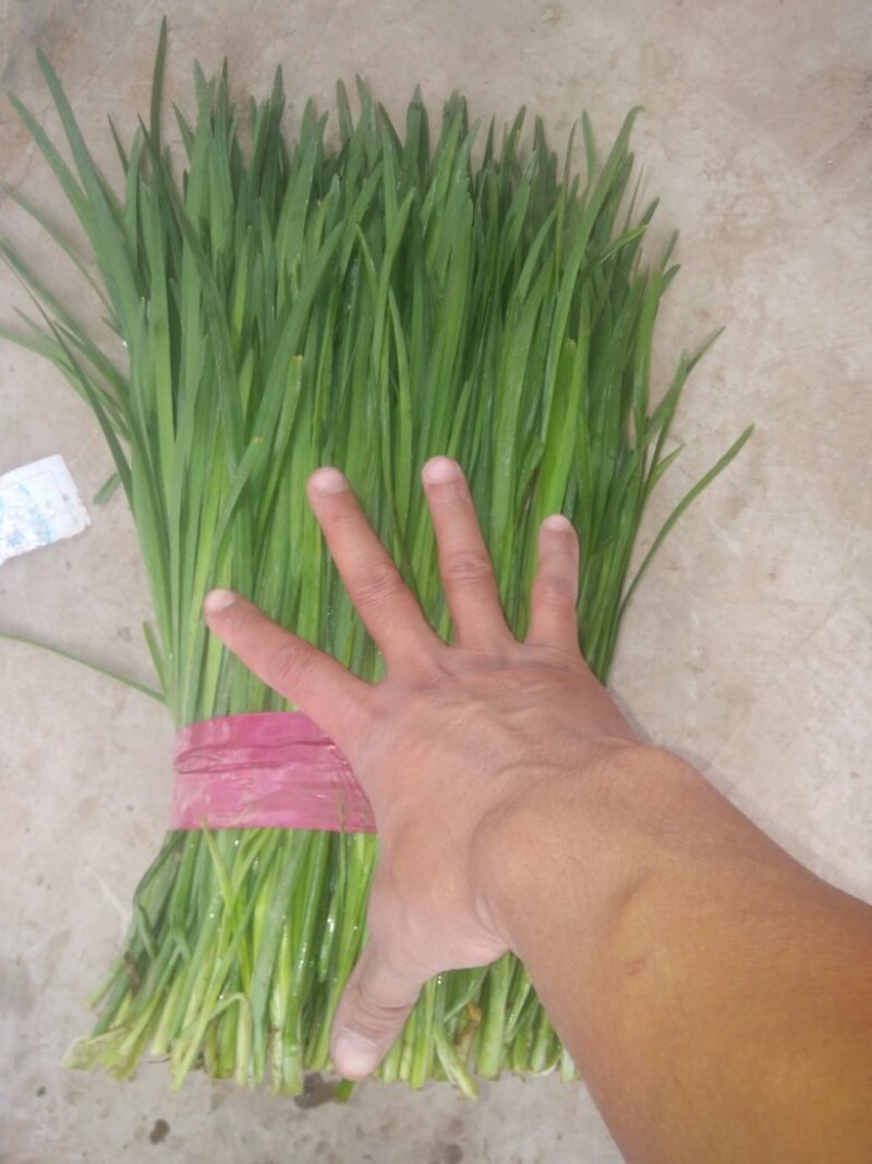 邯郸韭菜食品厂大量供应