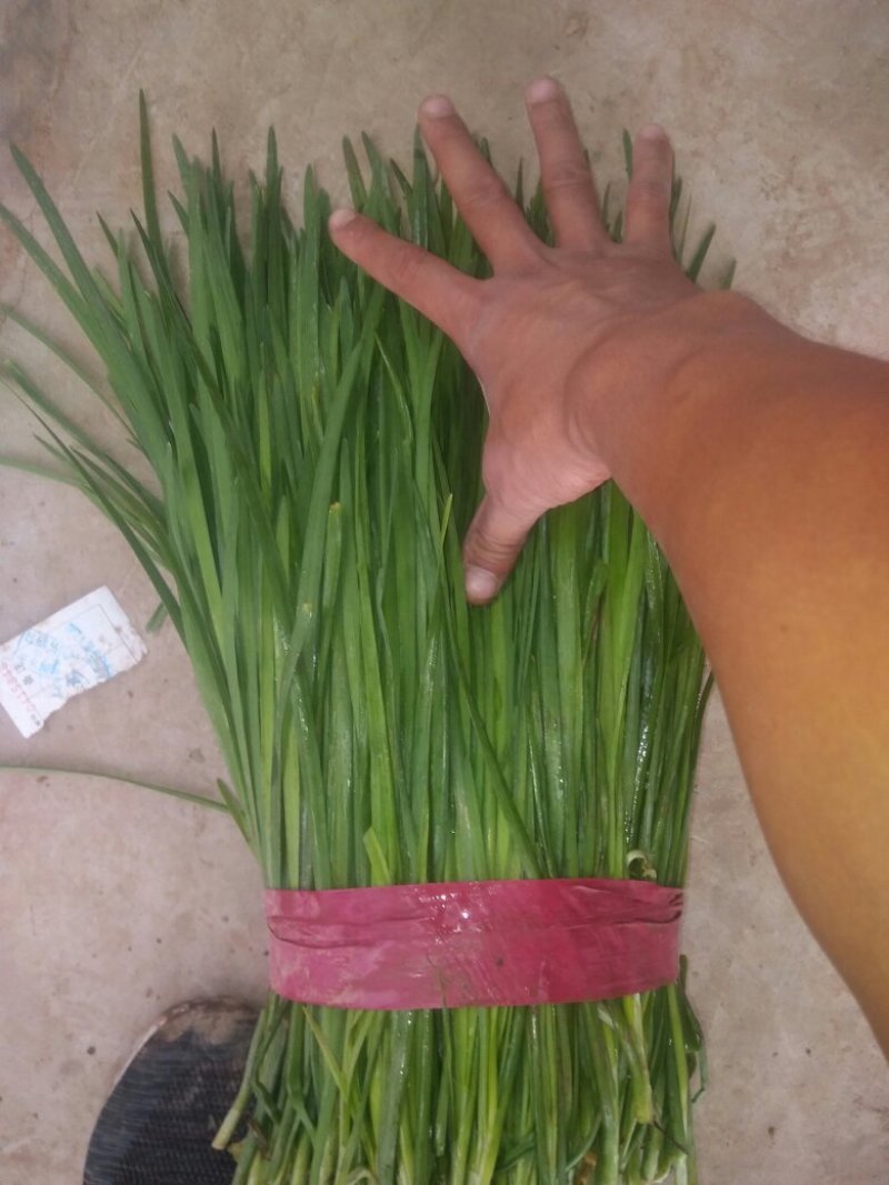 邯郸韭菜食品厂大量供应