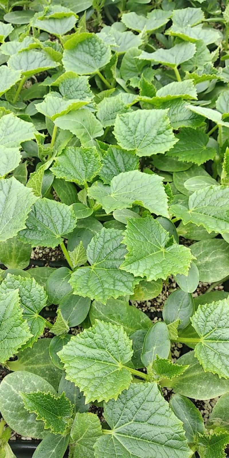 山东红星菜苗场强雌油亮密刺黄瓜苗有现货