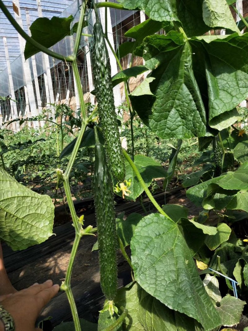 山东红星菜苗场强雌油亮密刺黄瓜苗有现货