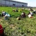 艾草种植加工回收一体化公司