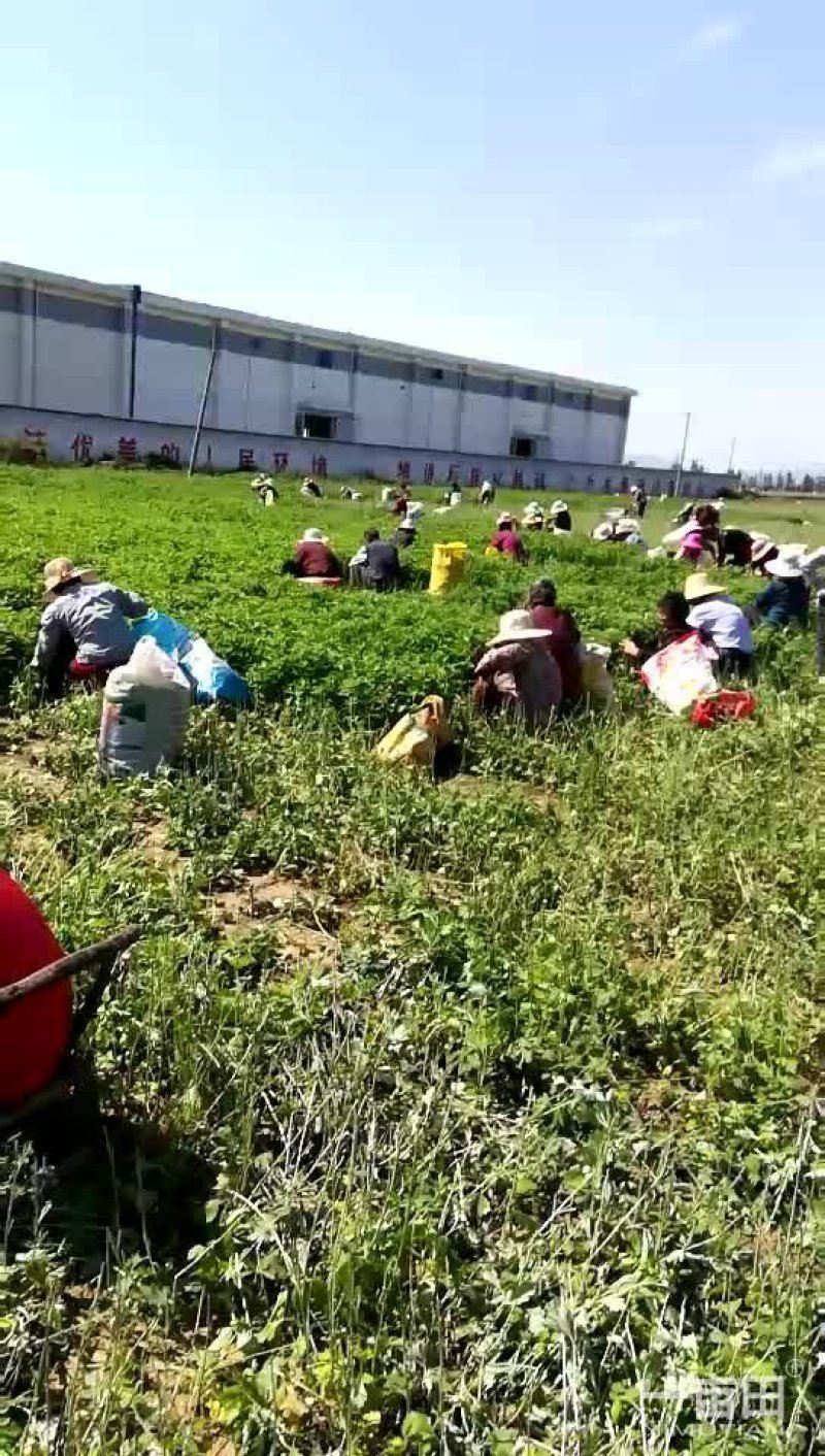 艾草种植加工回收一体化公司