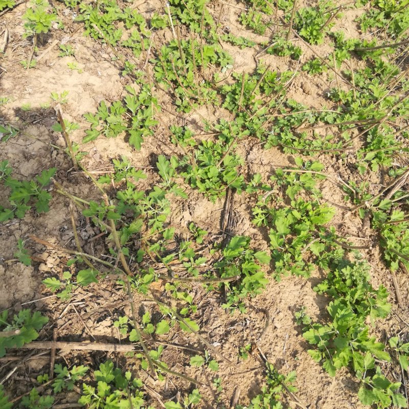 艾草种植加工回收一体化公司