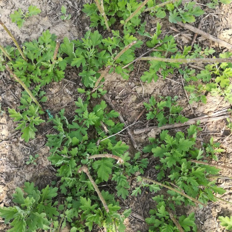 艾草种植加工回收一体化公司