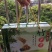 有机麻笋干