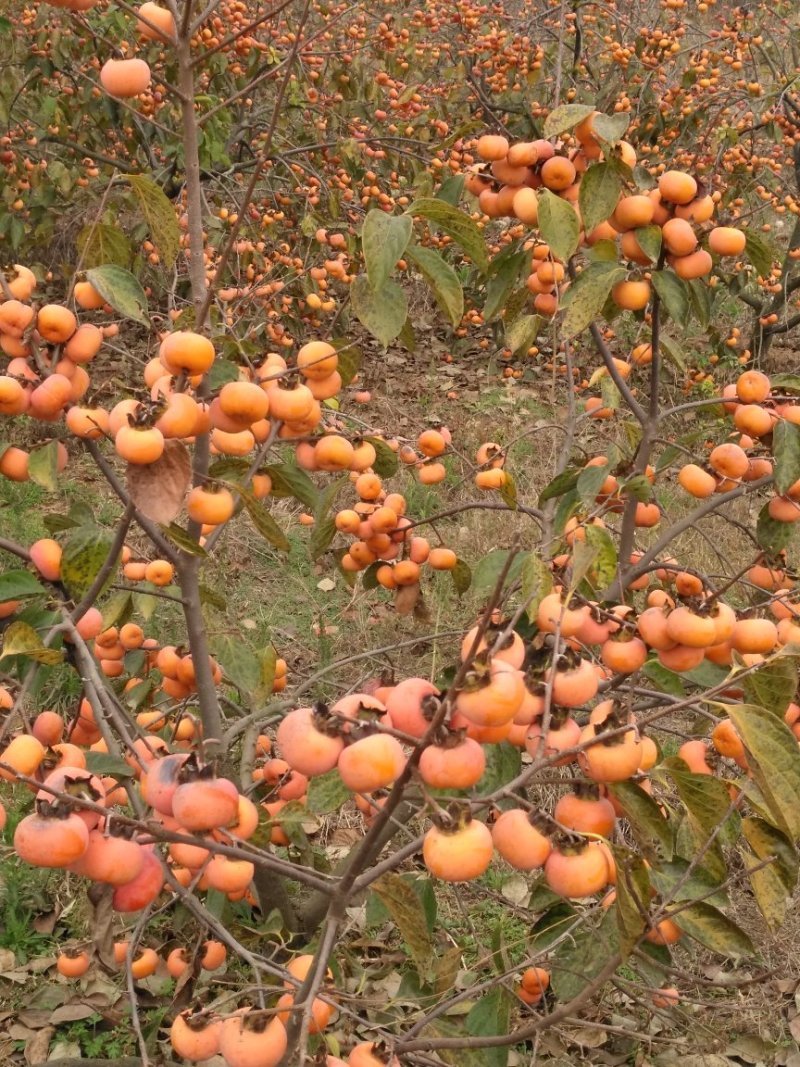 恭城柿饼