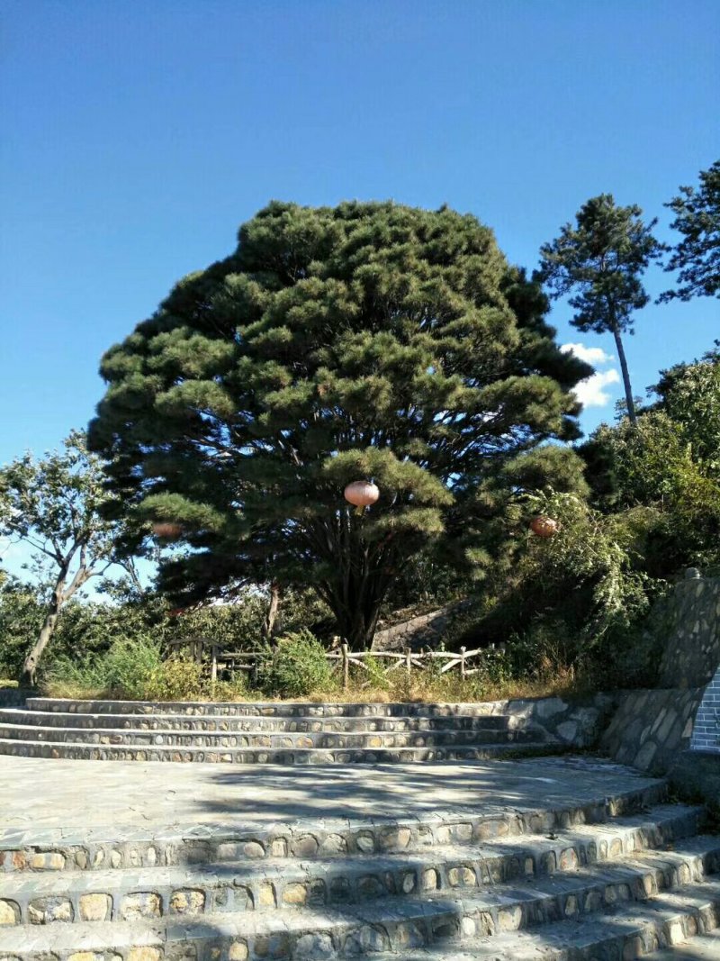 迁西板栗，河北唐山迁西百年老树，炒锅，产地直发