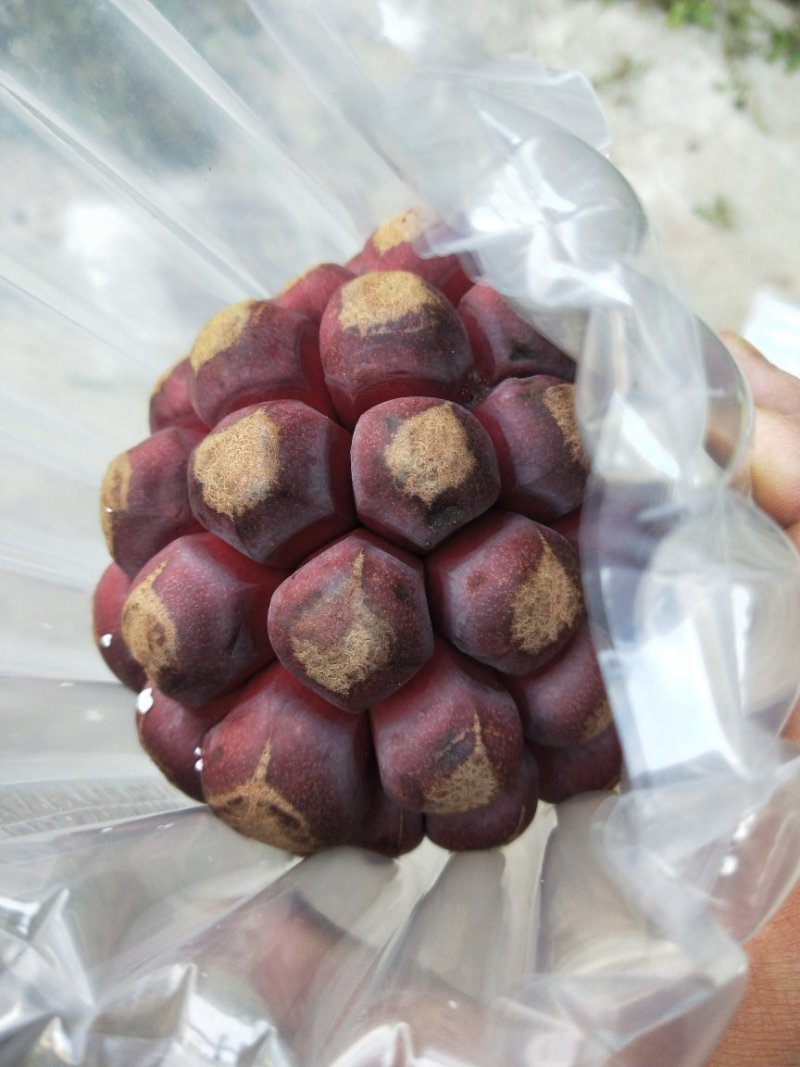 黑老虎，布福娜长寿果，1箱4斤158元