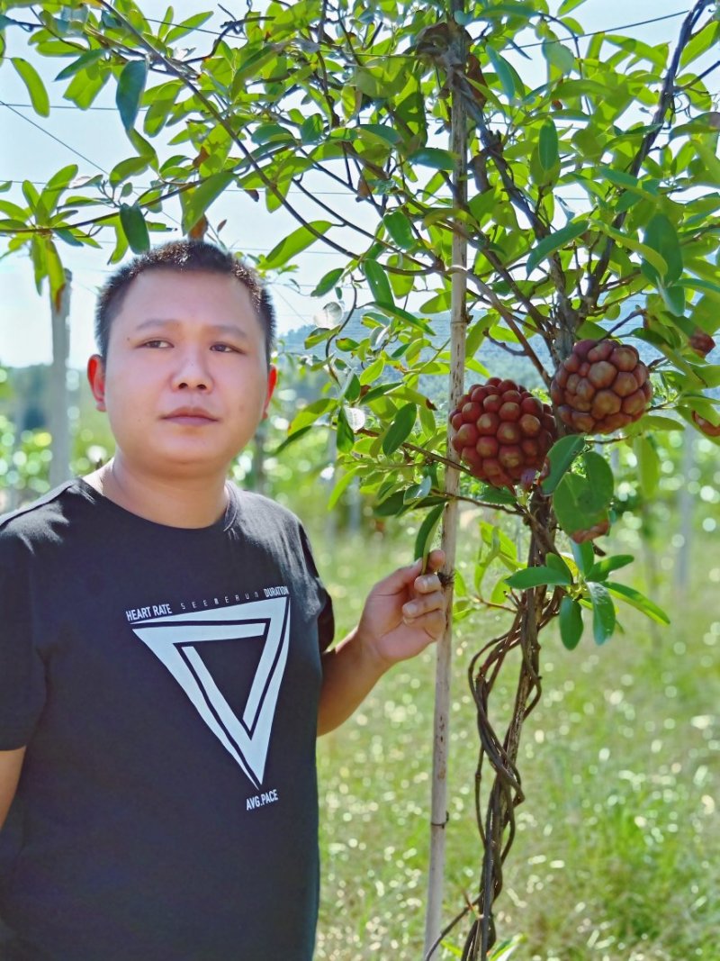 黑老虎，布福娜长寿果，1箱4斤158元