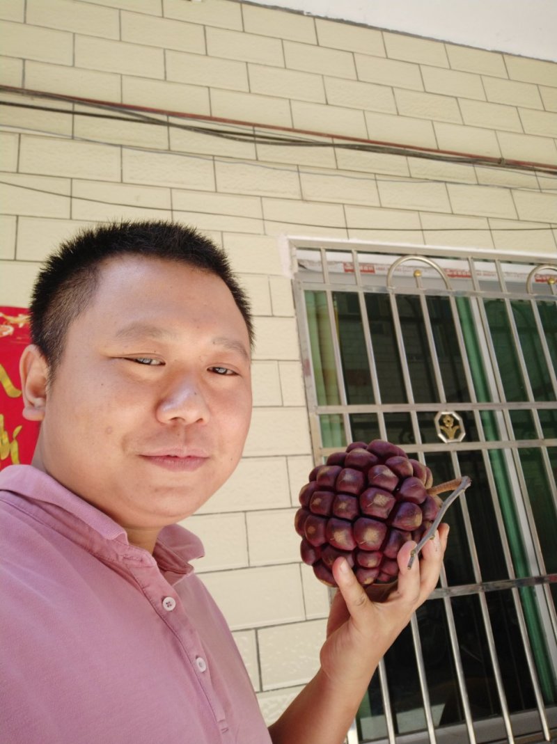 黑老虎，布福娜长寿果，1箱4斤158元