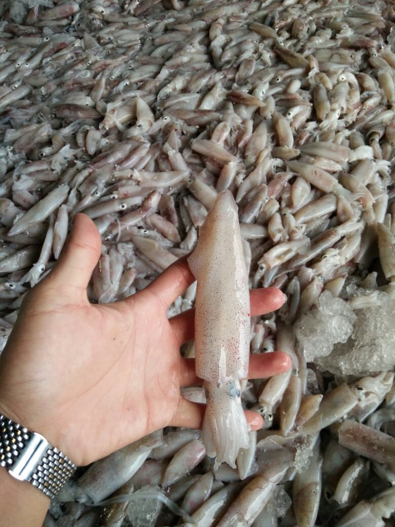 鱿鱼