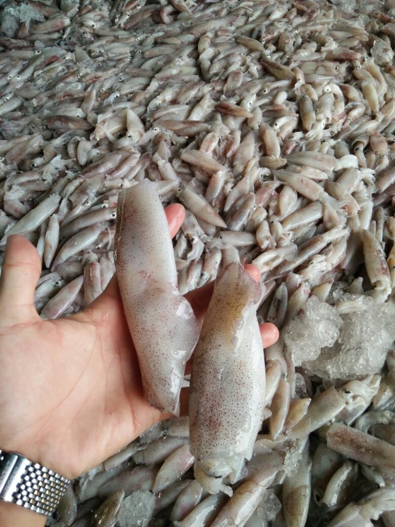 鱿鱼