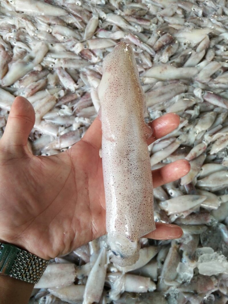 鱿鱼