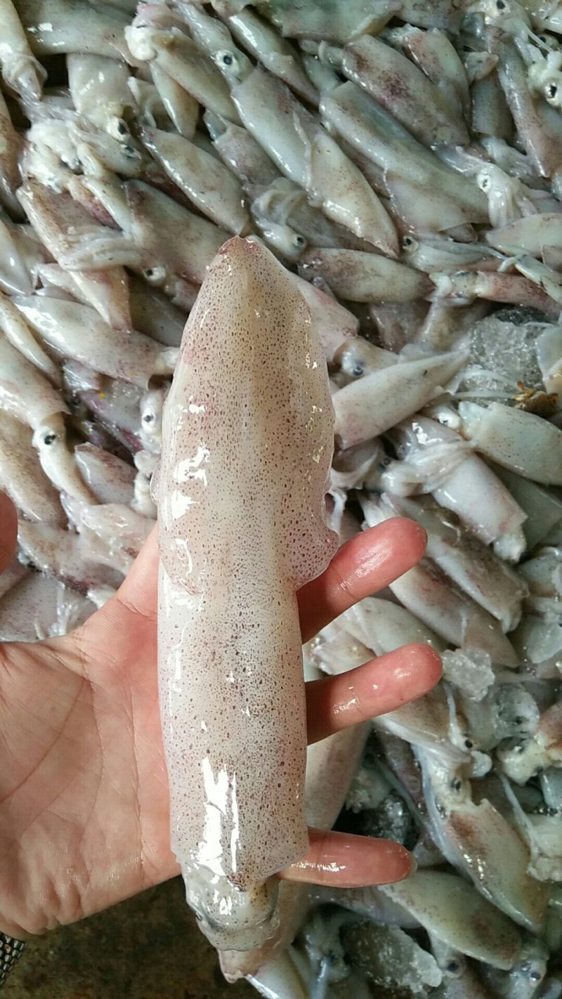 鱿鱼