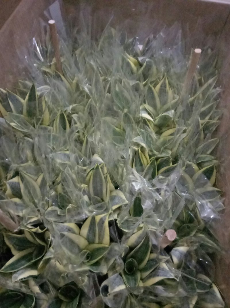 荷花兰