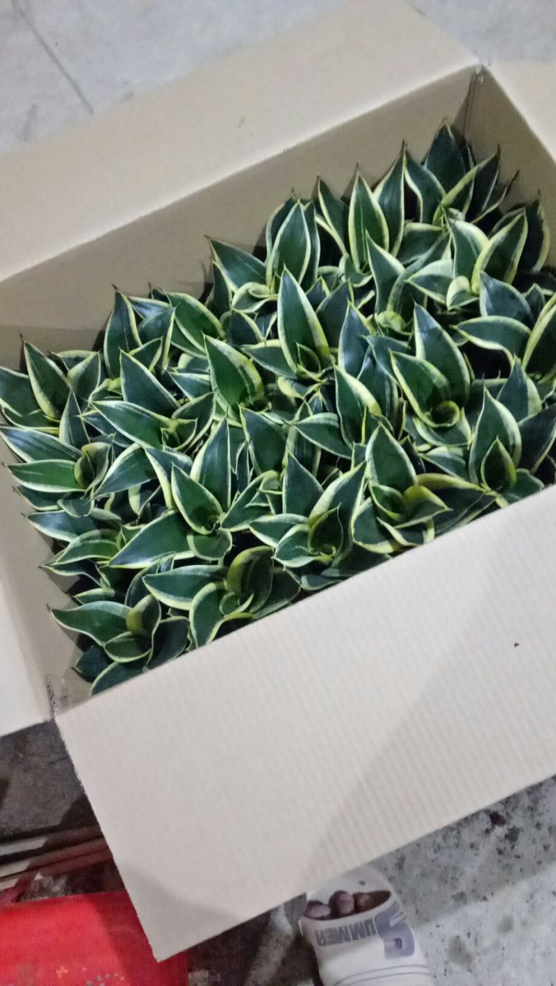 荷花兰