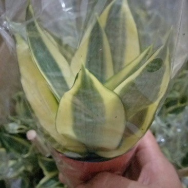 荷花兰