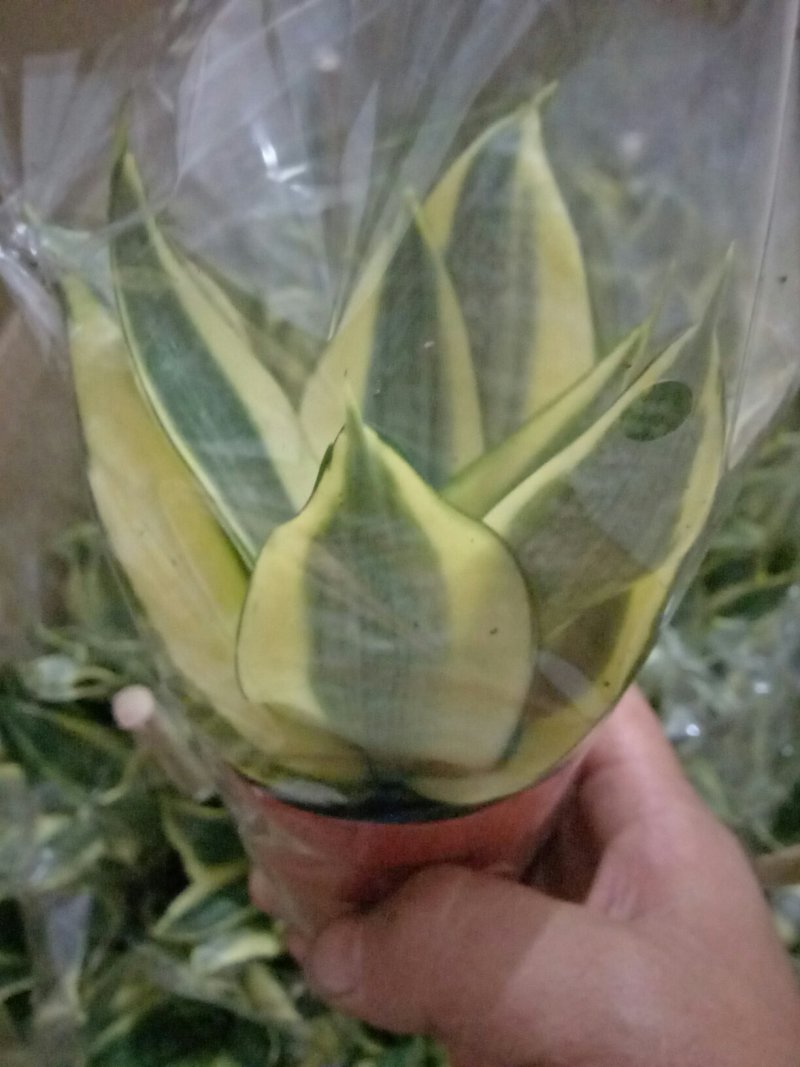 荷花兰