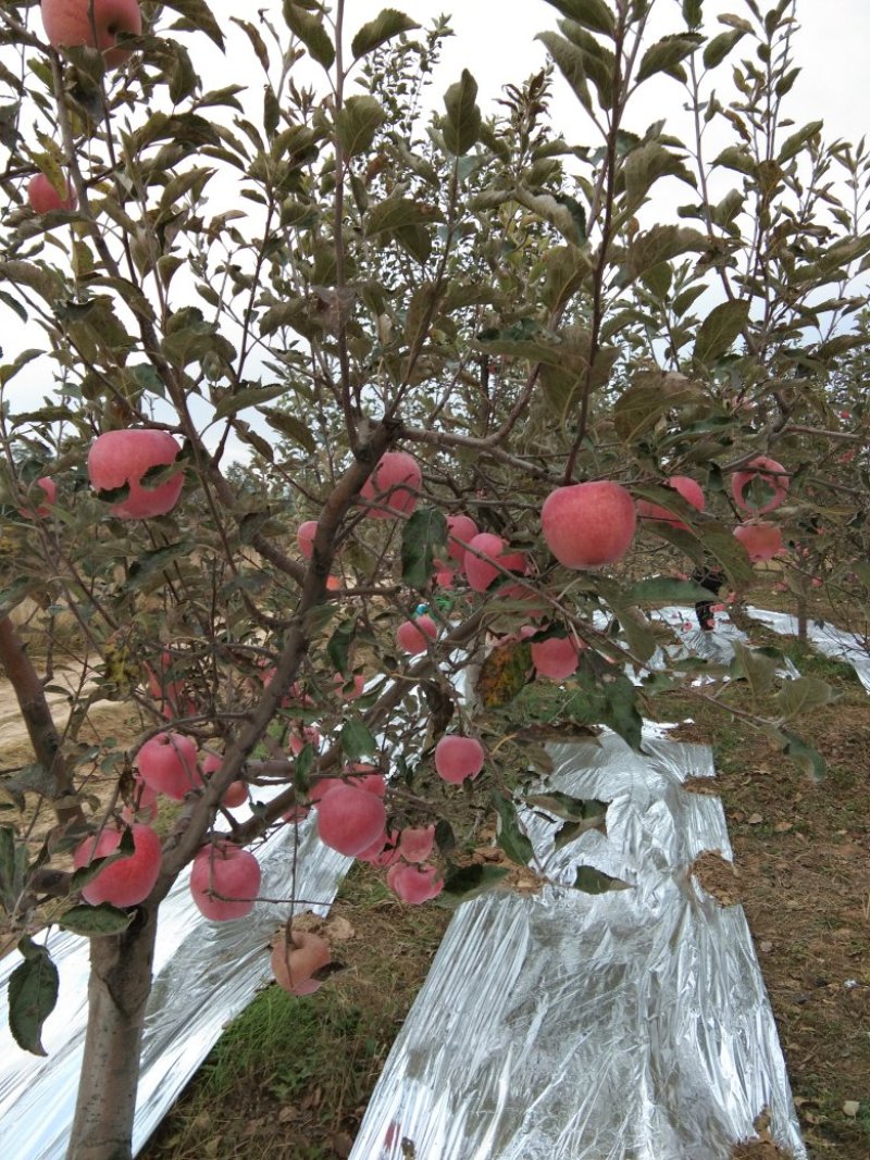 苹果