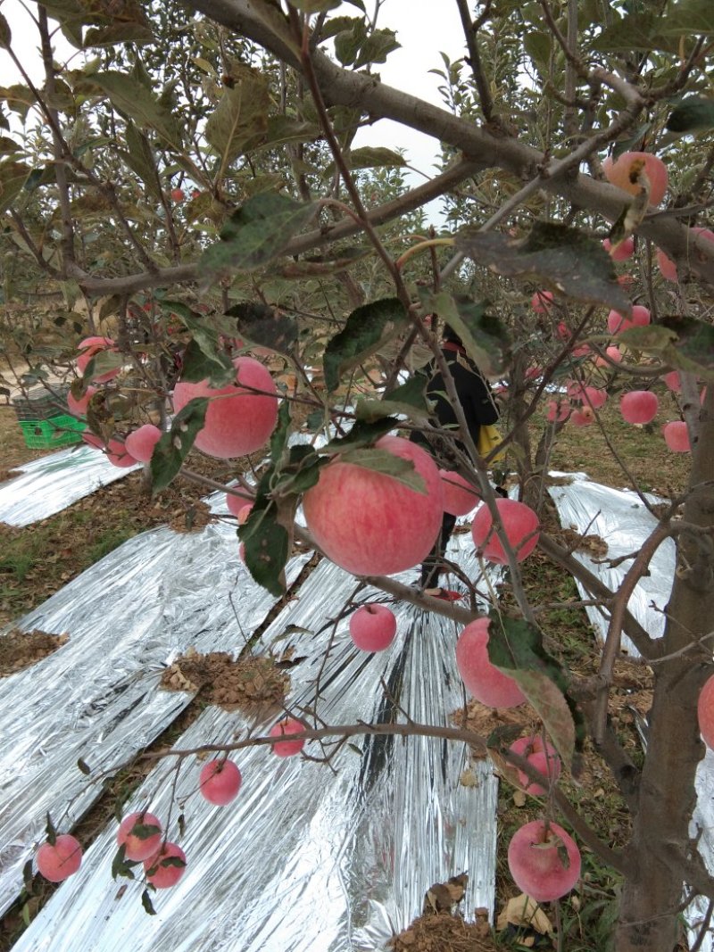 苹果