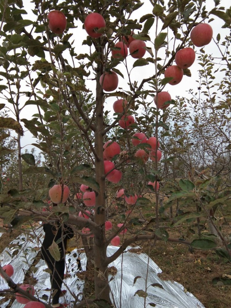 苹果
