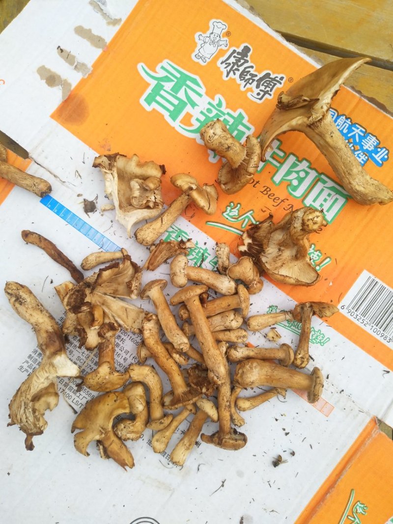 东北特产，精品特级松蘑