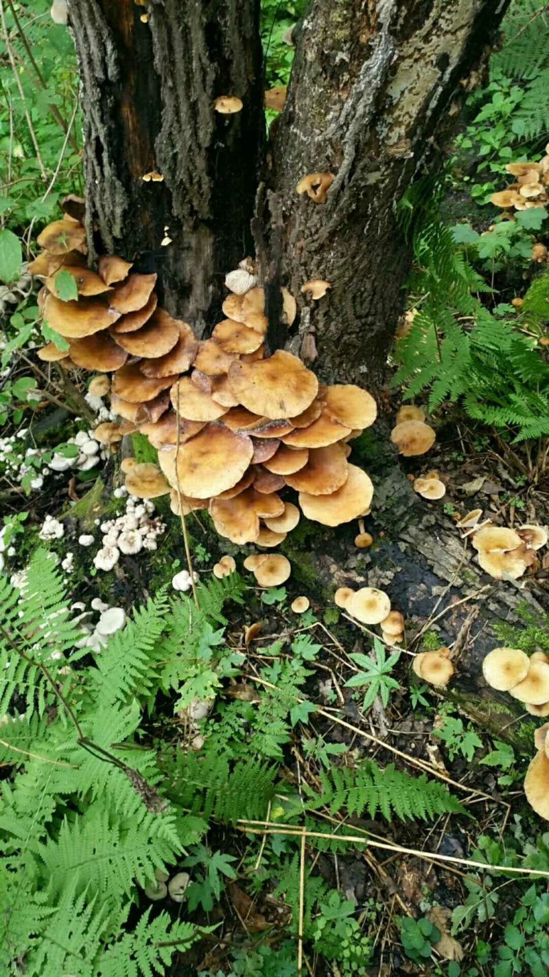 东北特产，精品特级松蘑