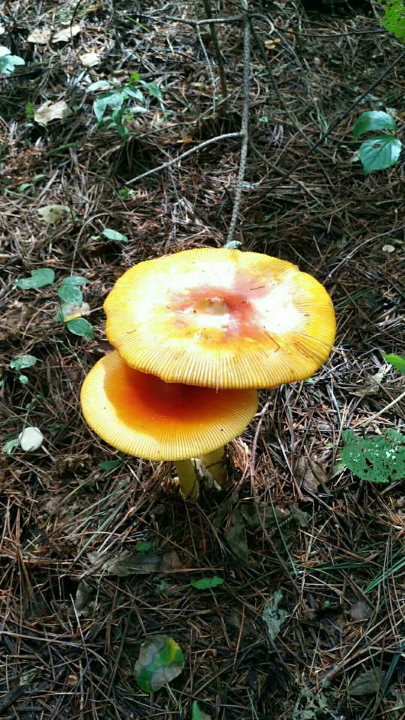 东北特产，精品特级松蘑